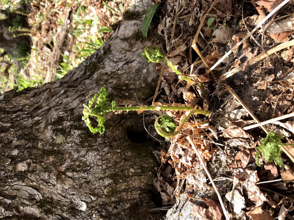 Close-up of lone fiddlehead